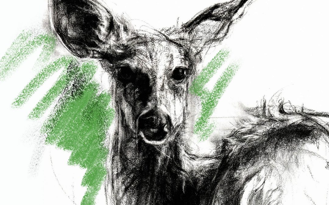 Draw and Paint Wildlife