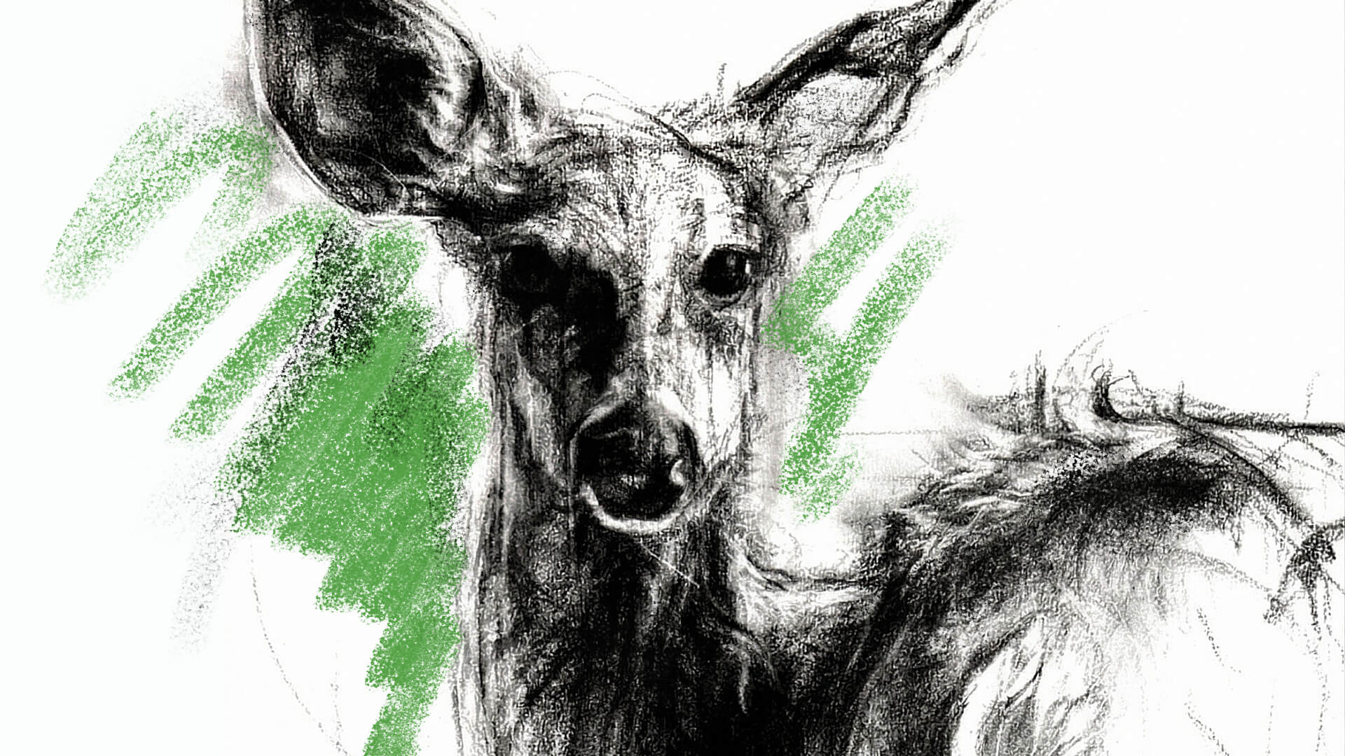 Draw and Paint Wildlife