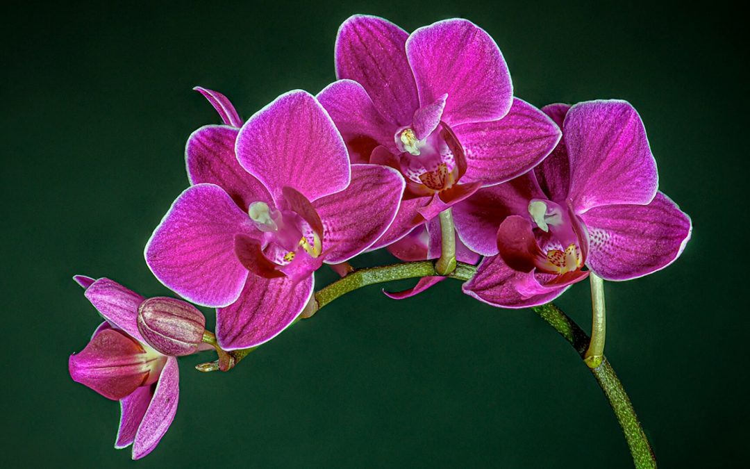 Corby Photography Club Exhibition