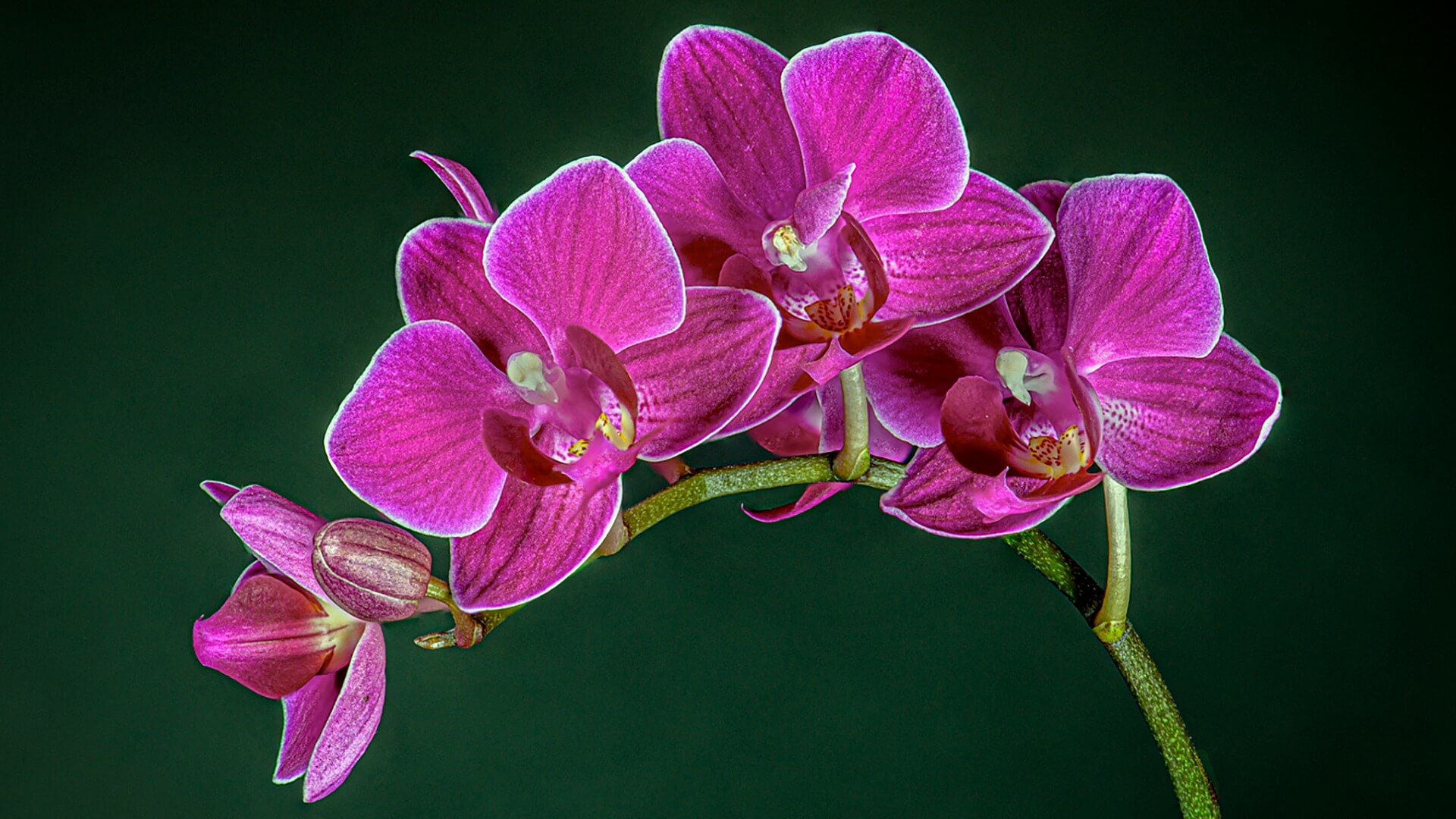 Moth Orchid by Malcolm Hupman - Winner Projected Miscellaneous